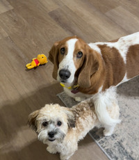 A small, fluffy white and beige Havanese dog standing next to a red and white Basset Hound